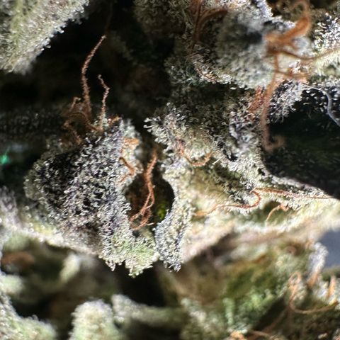Misc x (LA Kush x Zkittles) #05 growlog timeline photo