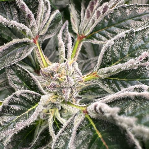 MiscxLAZ #37 C growlog timeline photo
