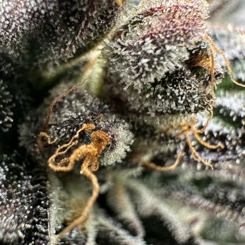 Misc x (LA Kush x Zkittles) #33 19.08g growlog timeline photo