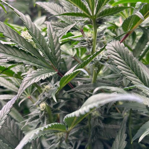 MiscxLAZ #29 C growlog timeline photo