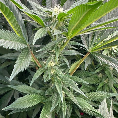 Fuel D.OG #2 Female 49.44g M growlog timeline photo