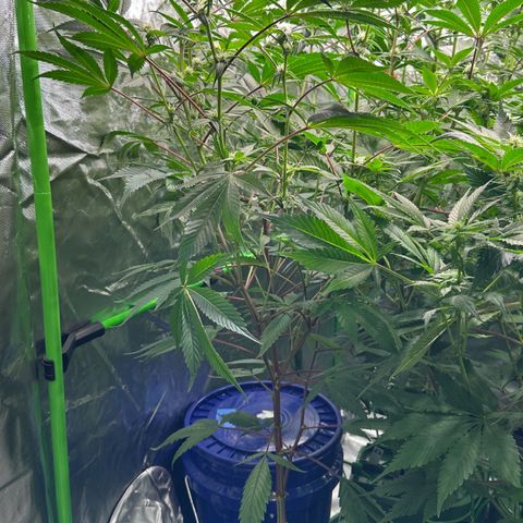 CxLAZ #03 C #1 58.58g growlog timeline photo