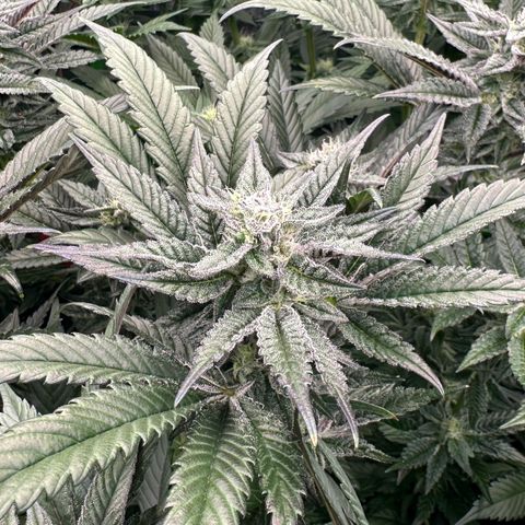 MiscxLAZ #22 C 42.33g growlog timeline photo