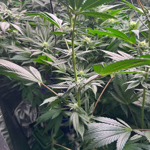 MiscxLAZ #29 C growlog timeline photo