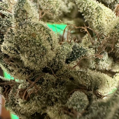 Misc x (LA Kush x Zkittles) #23 28.19g growlog timeline photo