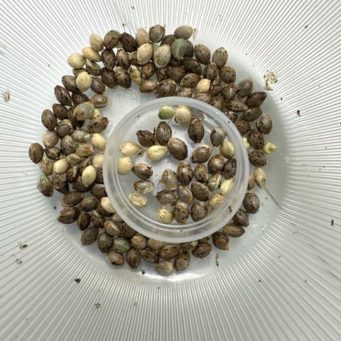 Misc x (LA Kush x Zkittles) #37 42.26g growlog photo: Seeds harvested