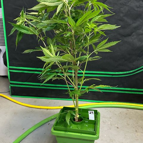 MiscxLAZ #29 C growlog timeline photo