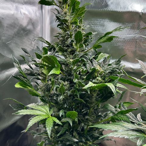 Auto Think Different  #3 growlog timeline photo