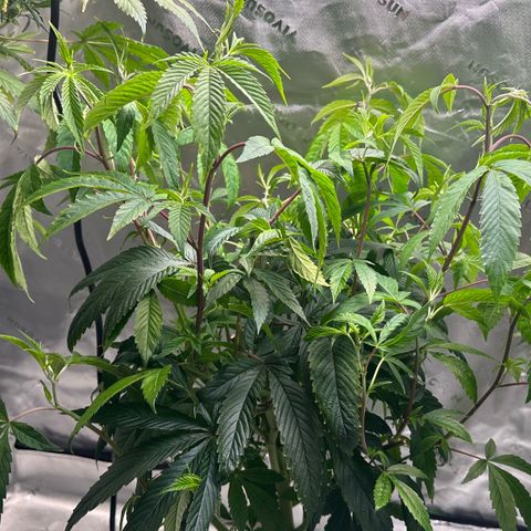 MiscxLAZ #26 C #2 growlog timeline photo