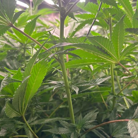 MiscxLAZ #29 C growlog timeline photo