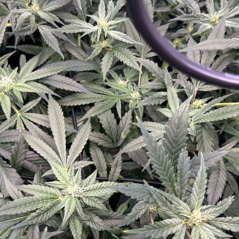 Fuel D.OG #1 Female 47.36g growlog timeline photo