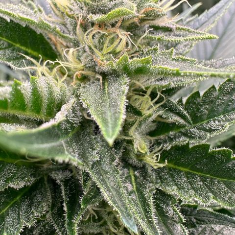 Fuel D.OG #1 Female 47.36g growlog timeline photo