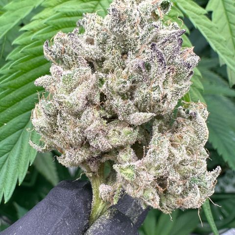 CxLAZ #24 37.13g growlog photo: Seeded bud