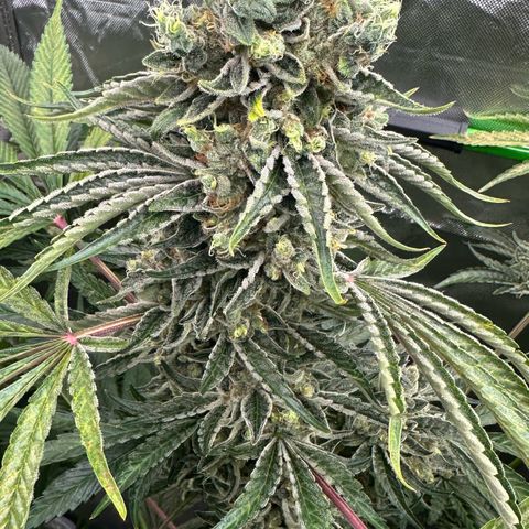 CxLAZ #16 50.72g growlog timeline photo