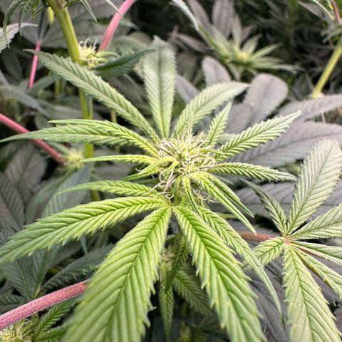 MiscxLAZ #26 C #1 47.15g growlog timeline photo