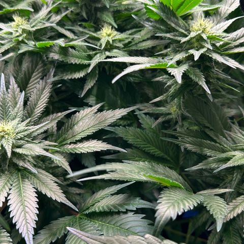 Fuel D.OG #1 Female 47.36g growlog timeline photo