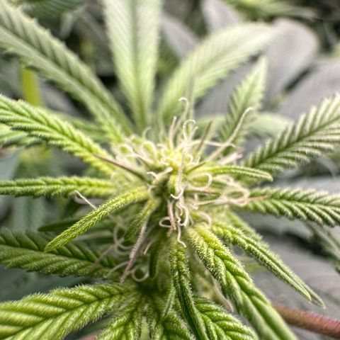 MiscxLAZ #26 C #1 47.15g growlog timeline photo
