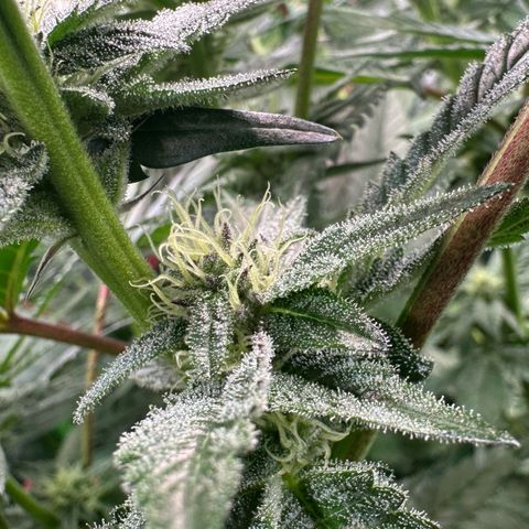 MiscxLAZ #22 C 42.33g growlog timeline photo