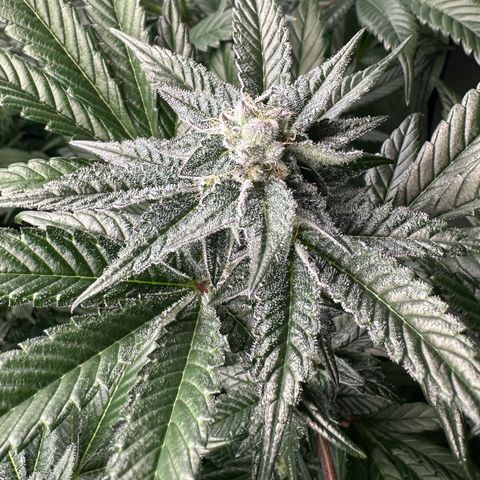 MiscxLAZ #29 C growlog timeline photo