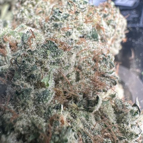 CxLAZ #15 52g growlog photo: Trim and put in grove bag, kind of dry.