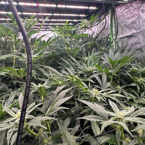 Fuel D.OG #1 Female 47.36g growlog timeline photo