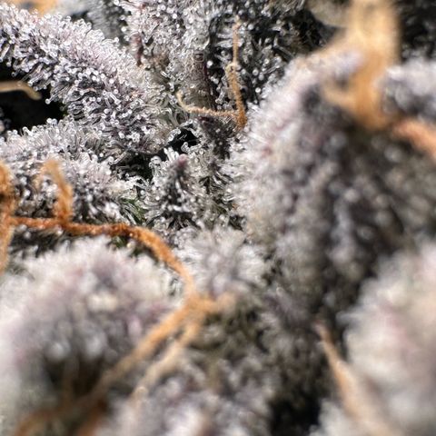 CxLAZ #16 50.72g growlog timeline photo