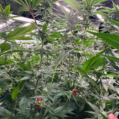 MiscxLAZ 5-4 34.63g growlog timeline photo