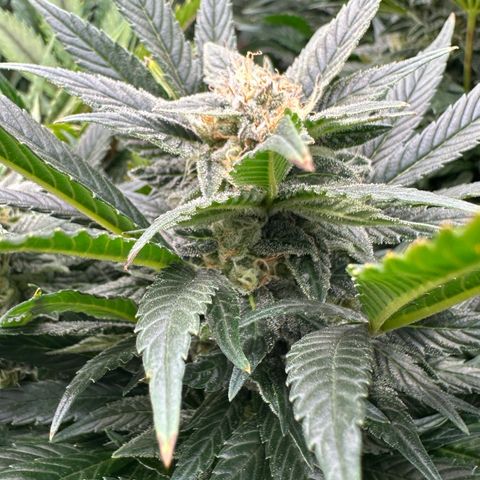 Fuel D.OG #2 Female 49.44g M growlog timeline photo