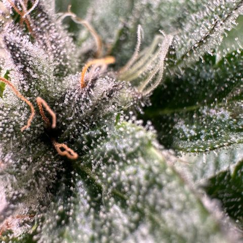 MiscxLAZ #29 C growlog timeline photo