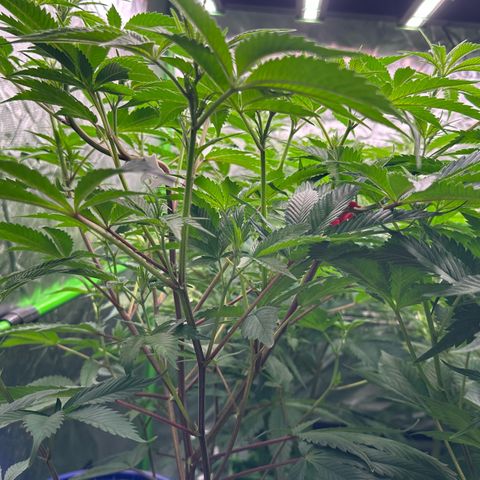 CxLAZ #03 C #1 58.58g growlog timeline photo