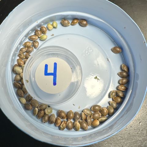 Misc x (LA Kush x Zkittles) #04 10.54g growlog timeline photo