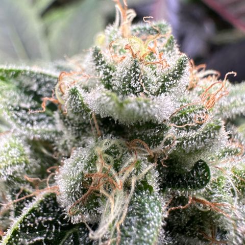 CxLAZ #20 13.7g growlog timeline photo