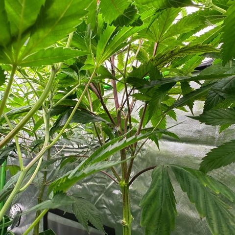 MiscxLAZ 5-4 34.63g growlog timeline photo
