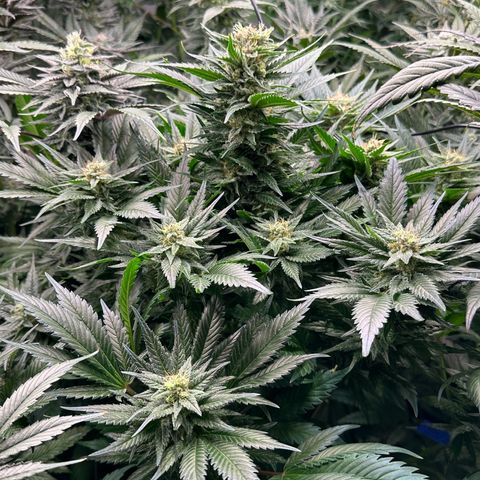 Fuel D.OG #1 Female 47.36g growlog timeline photo