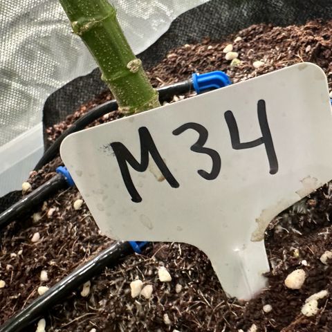 Misc x (LA Kush x Zkittles) #34 15.68g growlog timeline photo