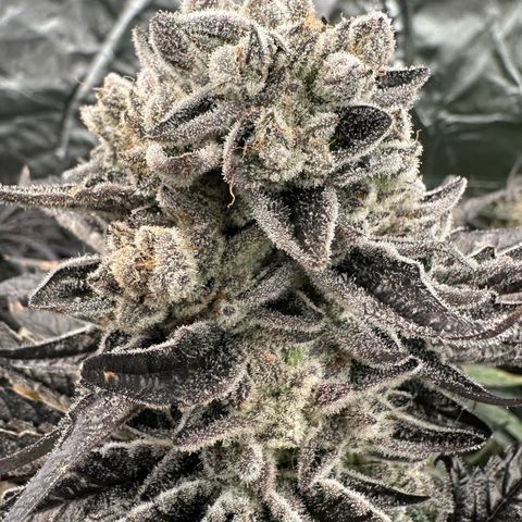 CxLAZ #16 50.72g growlog timeline photo