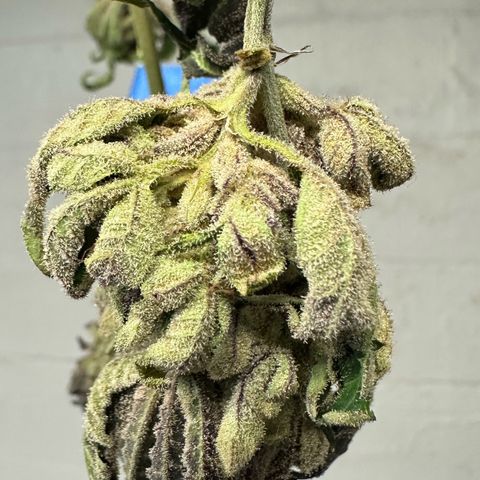 Misc x (LA Kush x Zkittles) #27 33.12g growlog photo: Moved to plastic bag