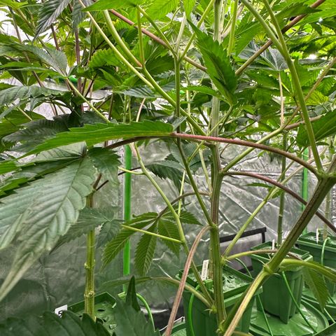 MiscxLAZ #37 C growlog timeline photo