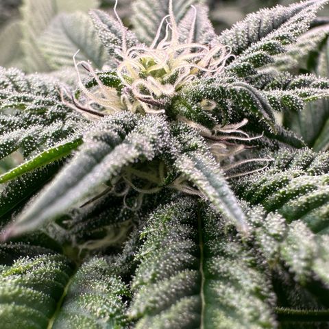 MiscxLAZ 5-4 34.63g growlog timeline photo