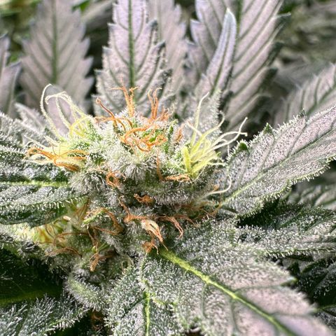 Fuel D.OG #1 Female 47.36g growlog timeline photo