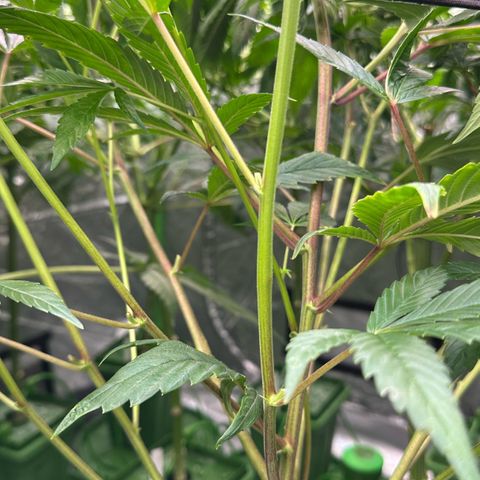 MiscxLAZ #26 C #1 47.15g growlog timeline photo