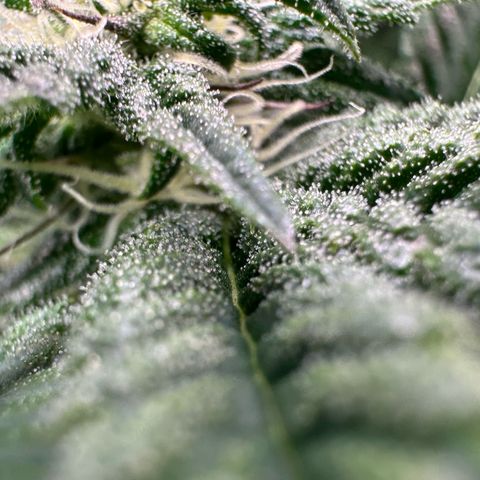 MiscxLAZ 5-4 34.63g growlog timeline photo