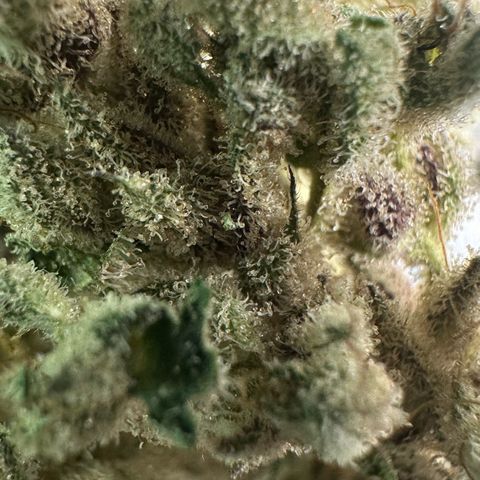 Misc x (LA Kush x Zkittles) #28 13.53g growlog timeline photo