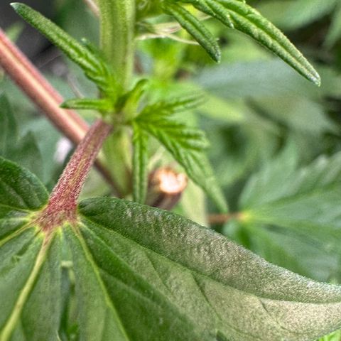 MiscxLAZ #22 C 42.33g growlog timeline photo