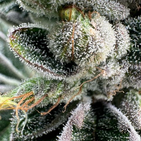 Misc x (LA Kush x Zkittles) #23 28.19g growlog timeline photo