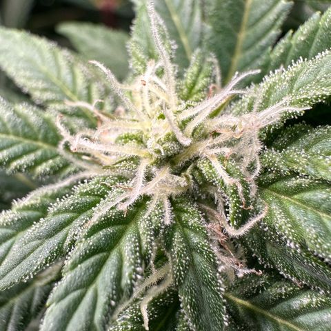 Fuel D.OG #2 Female 49.44g M growlog timeline photo