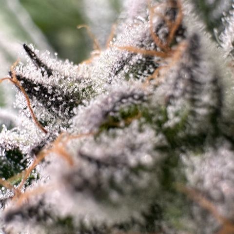 MiscxLAZ #29 C growlog timeline photo