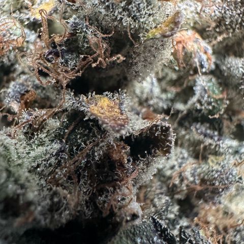 CxLAZ #24 37.13g growlog timeline photo