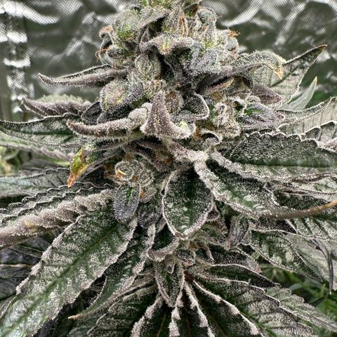 Misc x (LA Kush x Zkittles) #05 growlog timeline photo