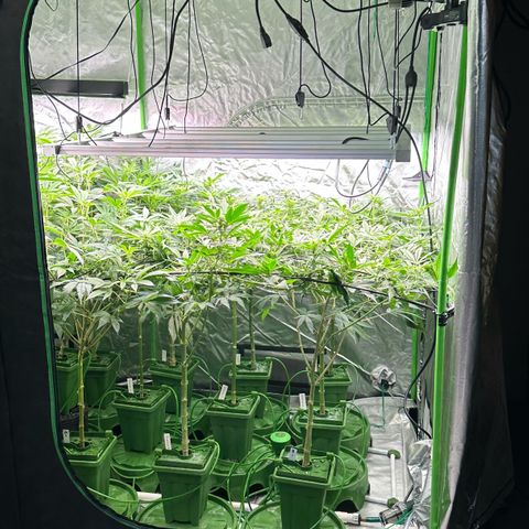 Fuel D.OG #1 Female 47.36g growlog timeline photo